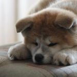 秋田犬の海外の人気がすごいんですけど、どうして？