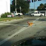 Ontdek het Populaire Chicken Road Gokspel in Nederland Online