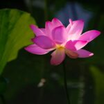 Лото Клуб Онлайн Казино: Официальный сайт Loto Club