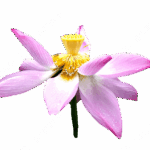 Купить квартиру в Казахстане  Портал недвижимости BASPANA