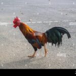 Découvrez Chicken Road, le Jeu de Casino en Ligne de Grande Tenue